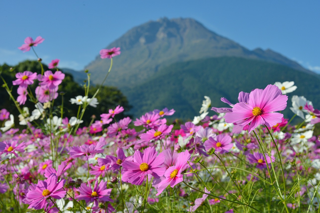 秋　火張山公園のコスモス